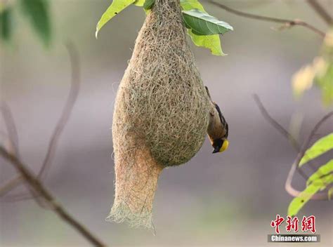 鸟筑巢吉兆|家中鸟搭窝预示着什么意义